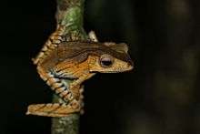 Borneo eared frog (Polypedates otilophus) from Kubah National Park, Sarawak.