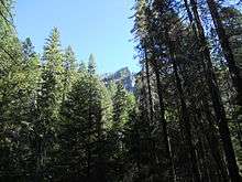 Douglas fir and pine trees on a slope below a rock outcrop in the wilderness