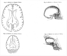 Horizonal sections through "Negro's brain" and "Animal's brain", and cross sections seen from the side of "Negro's skull" and "Animal's skull".