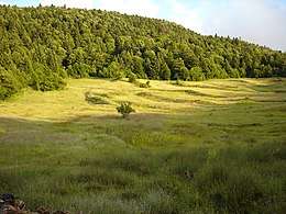 Fir of Hotovë-Dangelli National Park