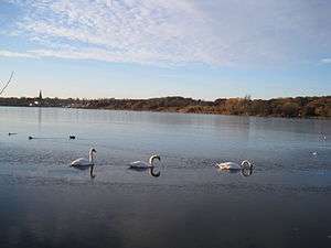 Swans on Brent Reservoir