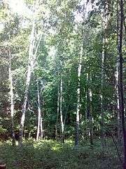 A birch forest at the accident site