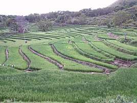 Rice Terraces Guinacot