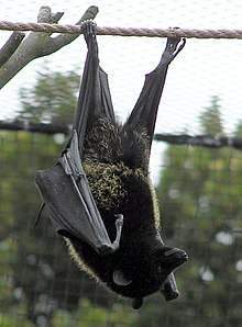 A black bat with yellow furs around its waist