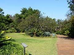 The cycad garden in the Pretoria National Botanical Garden