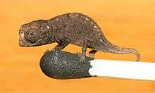 Juvenile of Brookesia micra on the head of a match