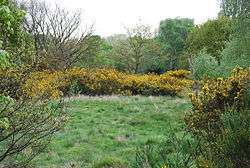 Cytisus scoparius Broom (shrub) on Barnes Common