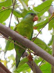 A green parrot with a light green underside and an orange mark under the jaw