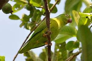 A green parrot with a light-green underside, yellow forehead, and white eye-spots