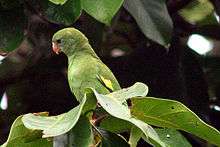 A green parrot with white eye-spots and mark around the beak