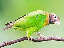 A green parrot with a yellow neck, a brown head and tail and white eye-spots