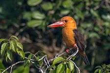 Brown-winged kingfisher, Sundarbans