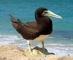 Brown booby standing at the edge of the water