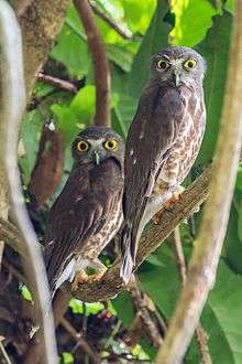 Brown hawk-owls couple