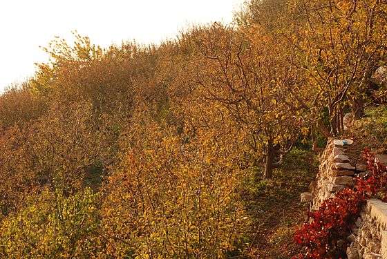 Bsharri - Apple Trees (Autumn)
