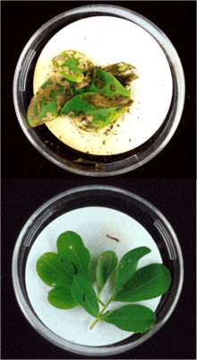  Top: Lesser cornstalk borer larvae extensively damaged the leaves of this unprotected peanut plant. (Image Number K8664-2)-Photo by Herb Pilcher. Bottom: After only a few bites of peanut leaves of this genetically engineered plant (containing the genes of the Bacillus thuringiensis (Bt) bacteria), this lesser cornstalk borer larva crawled off the leaf and died. (Image Number K8664-1)-Photo by Herb Pilcher.