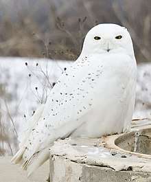 Snowy owl with distractive black marks