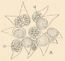 Burkillia cornuta