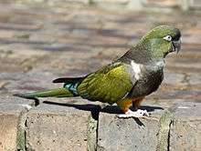 A green parrot with a black breast and a white eye-spot