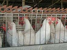 A battery cage
