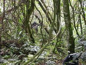 A view inside of a dense forest with a gorilla roaming a few metres away on its hind legs.