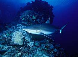 Photo of shark in twilit waters with coral head in background