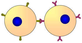 Two cells communicating via their respective surface molecules.