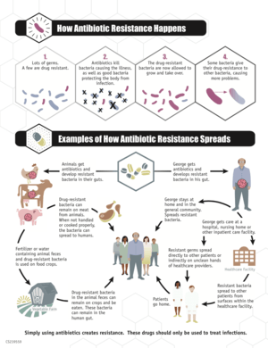 Infographic on how antibiotic resistance evolves and spreads