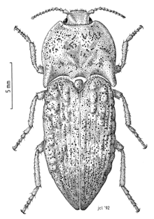 Cook Strait click beetle from Waterhouse 1880