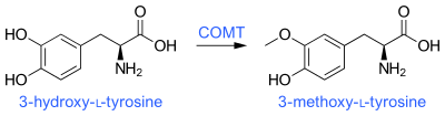 3-O-Methylation of levodopa (3-hydroxy-L-tyrosine) via COMT activity