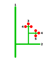 Diagram showing a large branch, numbered 1, with a secondary branch numbered 2, which in turn produces tertiary branches numbered 3 smaller sub-branches numbered 4, one of which in turn produces a side branch numbered 5. Flowers appear at the ends of branches numbered 3, 4, and 5