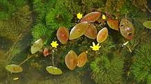 leaves and flowers of a Cabomba species in water