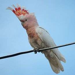 A white parrot with a pink head and underside, a red crest, a grey beak, and white eye-spots