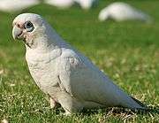 A white parrot with a crest and grey eye-spots