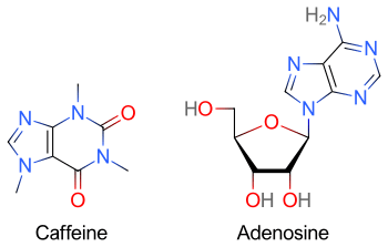 Two skeletal formulas: left&nbsp;– caffeine, right&nbsp;– adenosine.