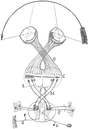 Drawing, showing how arrow halves are projected on the eyes' retina, crossed by the optic chiasm and mapped correctly to the visual cortex
