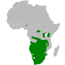 Map showing the distribution in Africa
