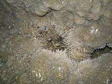 A cluster of needle-shaped rock crystals on a cave wall