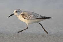 A small sandpiper, mostly white, runs on the sand.