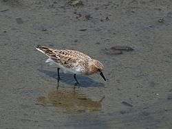 Red-necked stint standing on a mudflat