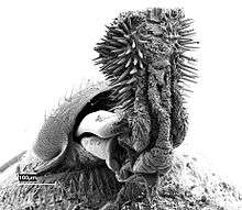 A microscopic image of the spiny aedeagus of a bean weevil, as seen from behind the beetle