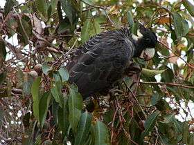  Long-billed black cockatoo foraging amid eucalypt foliage