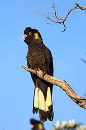 A large black cockatoo perching on a branch.