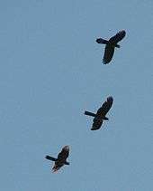 Three black-coloured birds flying high overhead. They have long square-tipped tails.