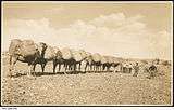 Camel train loaded with wool.