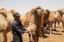 A man shears a camel, surrounded by other camels