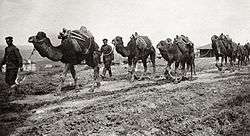  A photo of Bulgarian military-transport camels in 1912