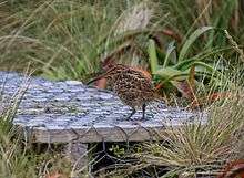 Image of Campbell snipe (Coenocorypha aucklandica perseverance) on the boardwalk of Campbell Island, February 2017.