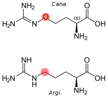 Side-by-side comparison of the structures of canavanine and arginine, with the difference highlighted