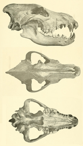 Three views of the skull from the side, above, and underneath